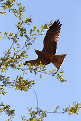 Image showing flying predator bird falcon, okavango, Botswana