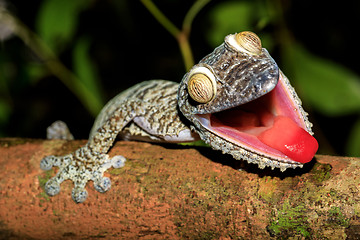 Image showing Giant Leaf-tail Gecko, Uroplatus fimbriatus, Madagascar