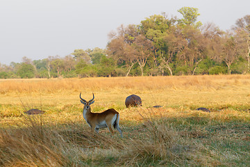 Image showing southern lechwe in Okavango, Botswana, Africa