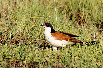 Image showing bird coppery-tailed coucal, Okavango, Botswana Africa