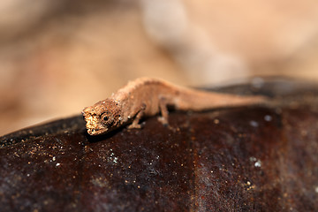 Image showing tiny chameleon Brookesia minima, micra, Madagascar