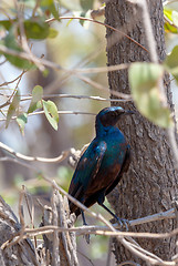 Image showing bird Cape starling, Okavango, Botswana Africa