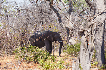 Image showing African Elephant Moremi Game reserve, Okavango Delta