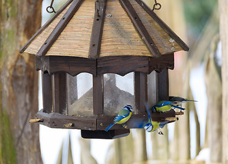 Image showing bird great tit in bird house, bird feeder