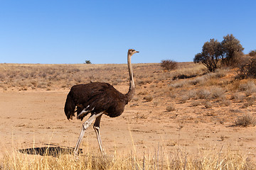 Image showing Ostrich, Kgalagadi, South Africa, safari wildlife