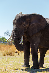 Image showing African elephant Africa safari wildlife and wilderness