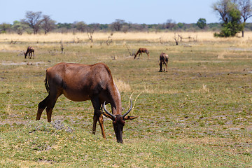 Image showing antelope tsessebe Africa safari wildlife and wilderness