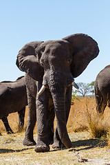 Image showing African elephant Africa safari wildlife and wilderness