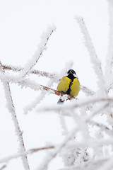 Image showing beautiful small bird great tit in winter