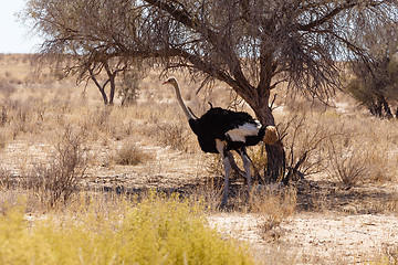 Image showing Ostrich (Struthio camelus), Kgalagadi, South Africa, safari wildlife