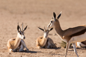 Image showing herd of springbok, Africa safari wildlife