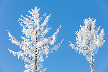 Image showing snowy trees in winter landscape and rural road