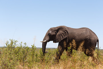 Image showing African elephant Africa safari wildlife and wilderness