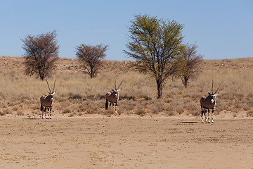 Image showing Gemsbok, Oryx gazelle in kgalagadi, South Africa safari Wildlife