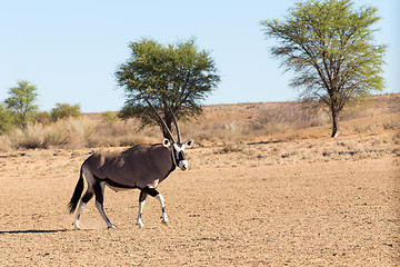 Image showing Gemsbok, Oryx gazelle in kgalagadi, South Africa safari Wildlife