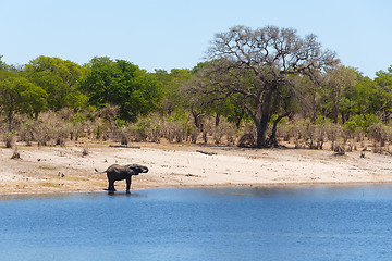 Image showing African elephant Africa safari wildlife and wilderness