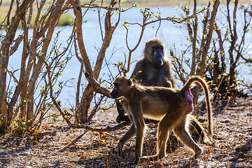 Image showing monkey Chacma Baboon family, Africa safari wildlife and wilderness