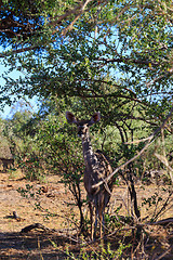 Image showing greater kudu (Tragelaphus strepsiceros) Africa safari wildlife and wilderness