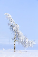 Image showing snowy trees in winter landscape and rural road