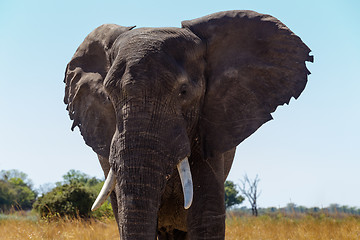 Image showing African elephant Africa safari wildlife and wilderness