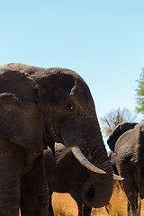 Image showing African elephant Africa safari wildlife and wilderness