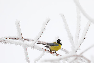 Image showing beautiful small bird great tit in winter