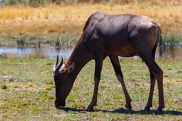 Image showing antelope tsessebe Africa safari wildlife and wilderness