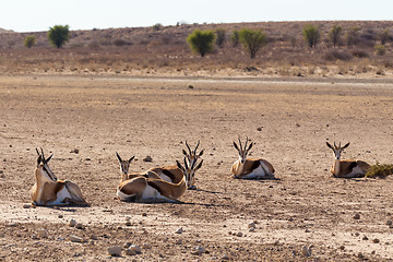 Image showing herd of springbok, Africa safari wildlife