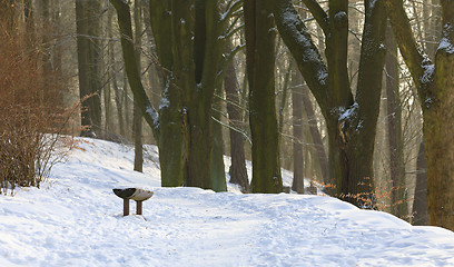 Image showing lonely wooden bench covered by snow in park