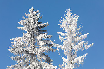 Image showing snowy trees in winter landscape and rural road