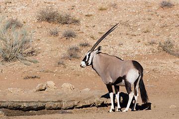Image showing Gemsbok, Oryx gazelle in kgalagadi, South Africa safari Wildlife