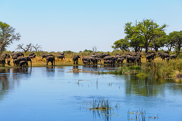 Image showing African elephant Africa safari wildlife and wilderness