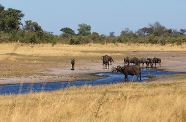 Image showing wildebeest and buffalo, Africa safari wildlife and wilderness