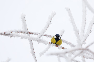 Image showing beautiful small bird great tit in winter