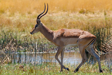 Image showing southern lechwe Africa safari wildlife and wilderness