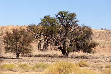 Image showing Dry kalahari desert landscape, Kgalagady, South Africa safari wilderness