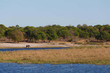 Image showing African elephant Africa safari wildlife and wilderness