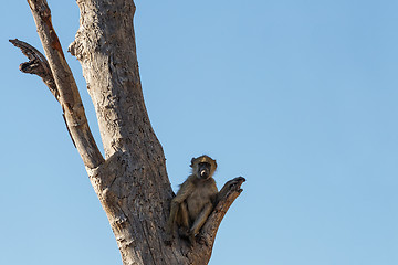 Image showing monkey Chacma Baboon family, Africa safari wildlife and wilderness