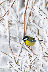 Image showing beautiful small bird great tit in winter