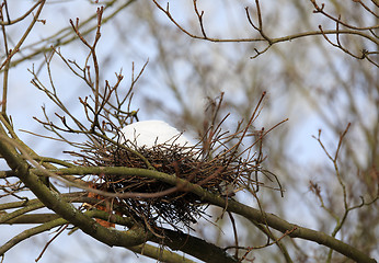 Image showing bird nest on branch in the winter with snow