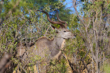 Image showing greater kudu (Tragelaphus strepsiceros) Africa safari wildlife and wilderness