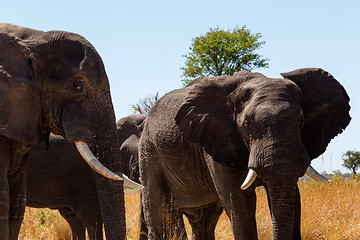 Image showing African elephant Africa safari wildlife and wilderness