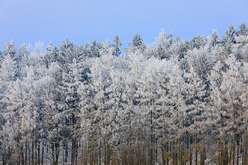 Image showing snowy trees in winter landscape and rural road