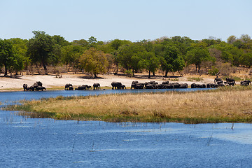 Image showing African elephant Africa safari wildlife and wilderness