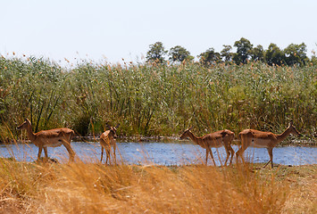 Image showing Impala antelope africa safari wildlife and wilderness