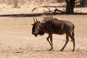 Image showing Gnu, wildebeest on kalahari desert, Africa safari wildlife