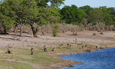 Image showing monkey Chacma Baboon family, Africa safari wildlife and wilderness