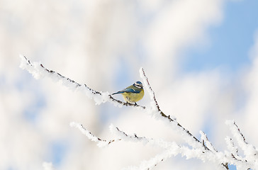 Image showing beautiful small bird great tit in winter