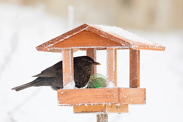 Image showing Common blackbird blackbird in bird house, bird feeder