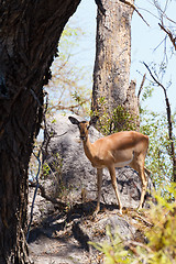 Image showing Impala antelope africa safari wildlife and wilderness